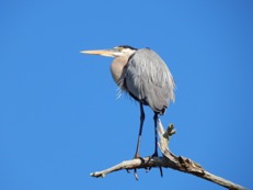 Great Blue Heron Ardea herodias Florida